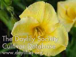 Daylily Irish Elf